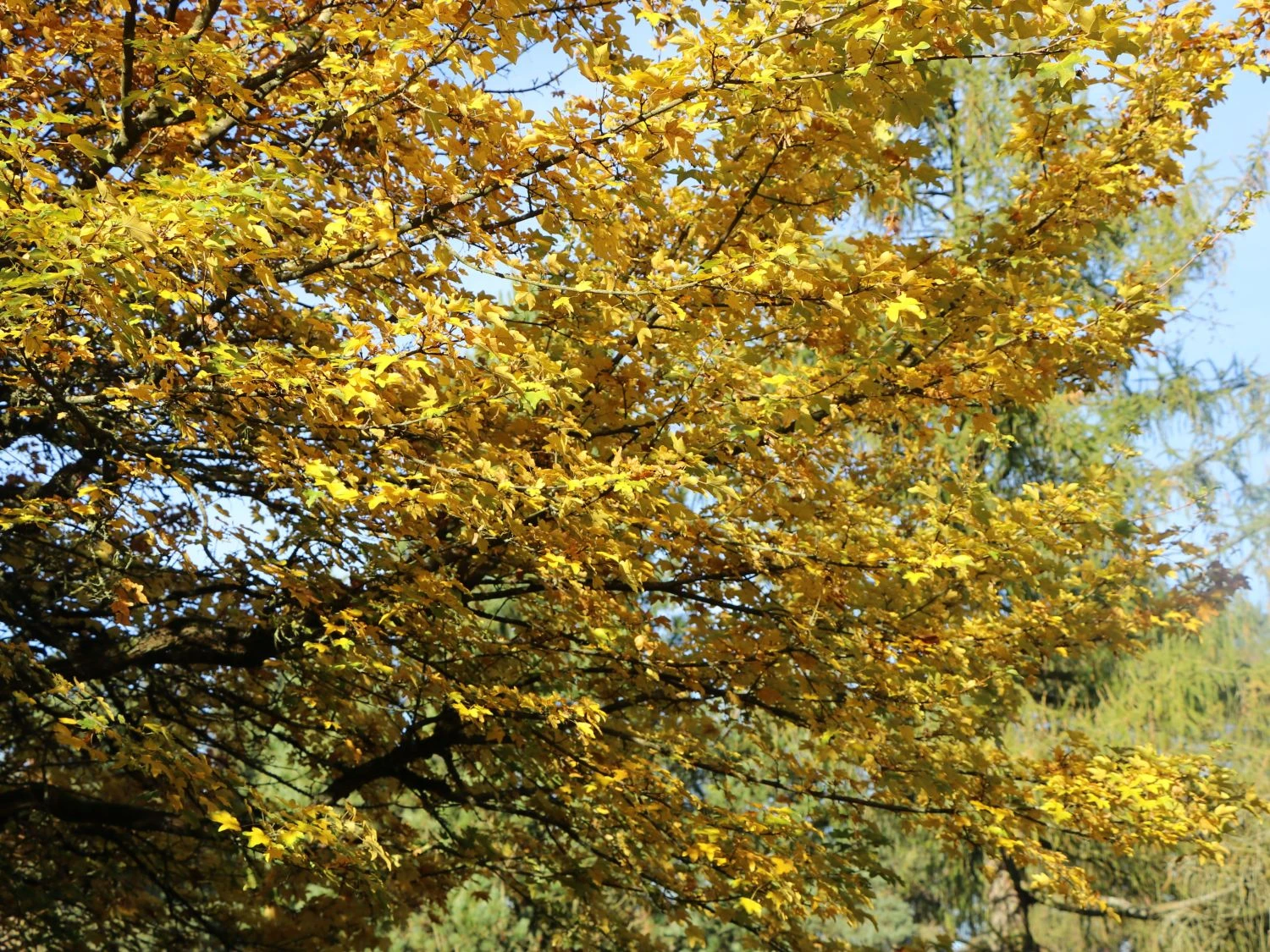 Feldahorn / Maßholder 4 Feldahorn / Maßholder – Bild 4