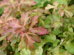 Feldahorn / Maßholder 21 Feldahorn / Maßholder -Deutschland Garten Funk Verkaufs-Shop feldahorn massholder m000002 w 3