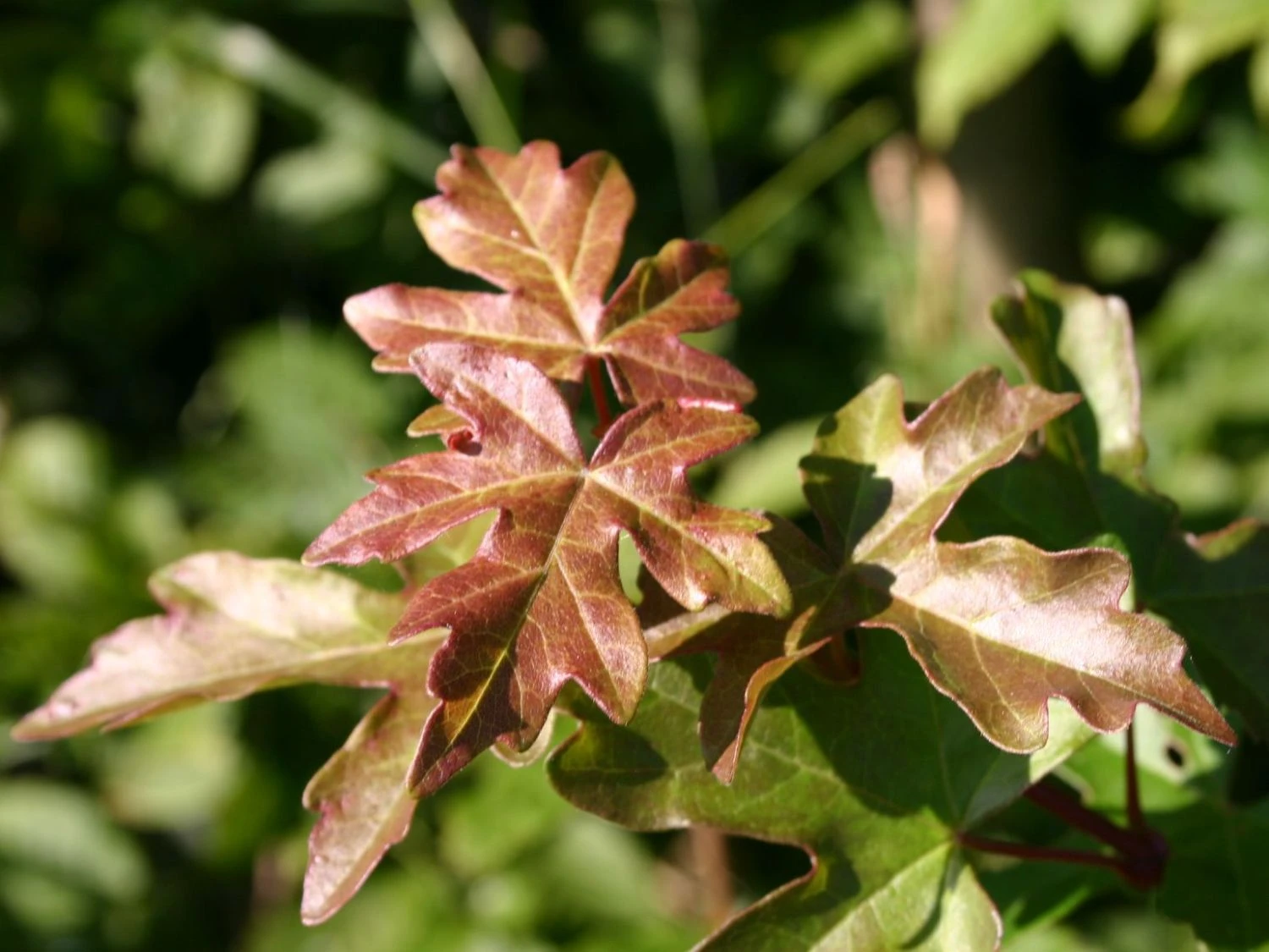 Feldahorn / Maßholder 7 Feldahorn / Maßholder – Bild 7