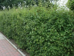 Feldahorn / Maßholder 20 Feldahorn / Maßholder -Deutschland Garten Funk Verkaufs-Shop feldahorn massholder m000002 w 5