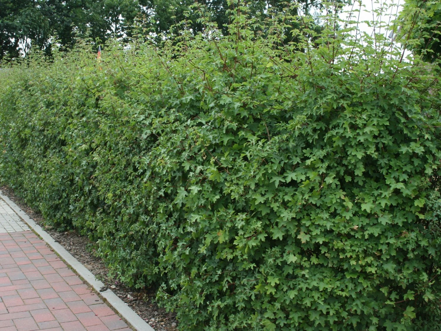 Feldahorn / Maßholder 8 Feldahorn / Maßholder – Bild 8