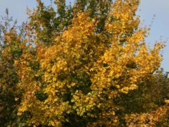 Feldahorn / Maßholder 18 Feldahorn / Maßholder -Deutschland Garten Funk Verkaufs-Shop feldahorn massholder m000002 w 6