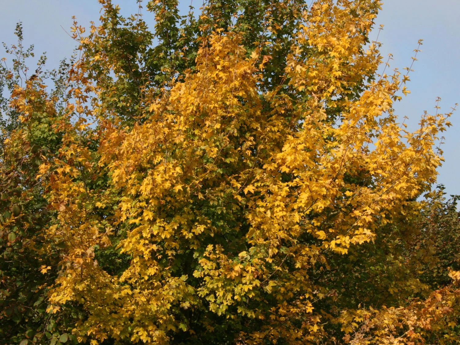 Feldahorn / Maßholder 6 Feldahorn / Maßholder – Bild 6