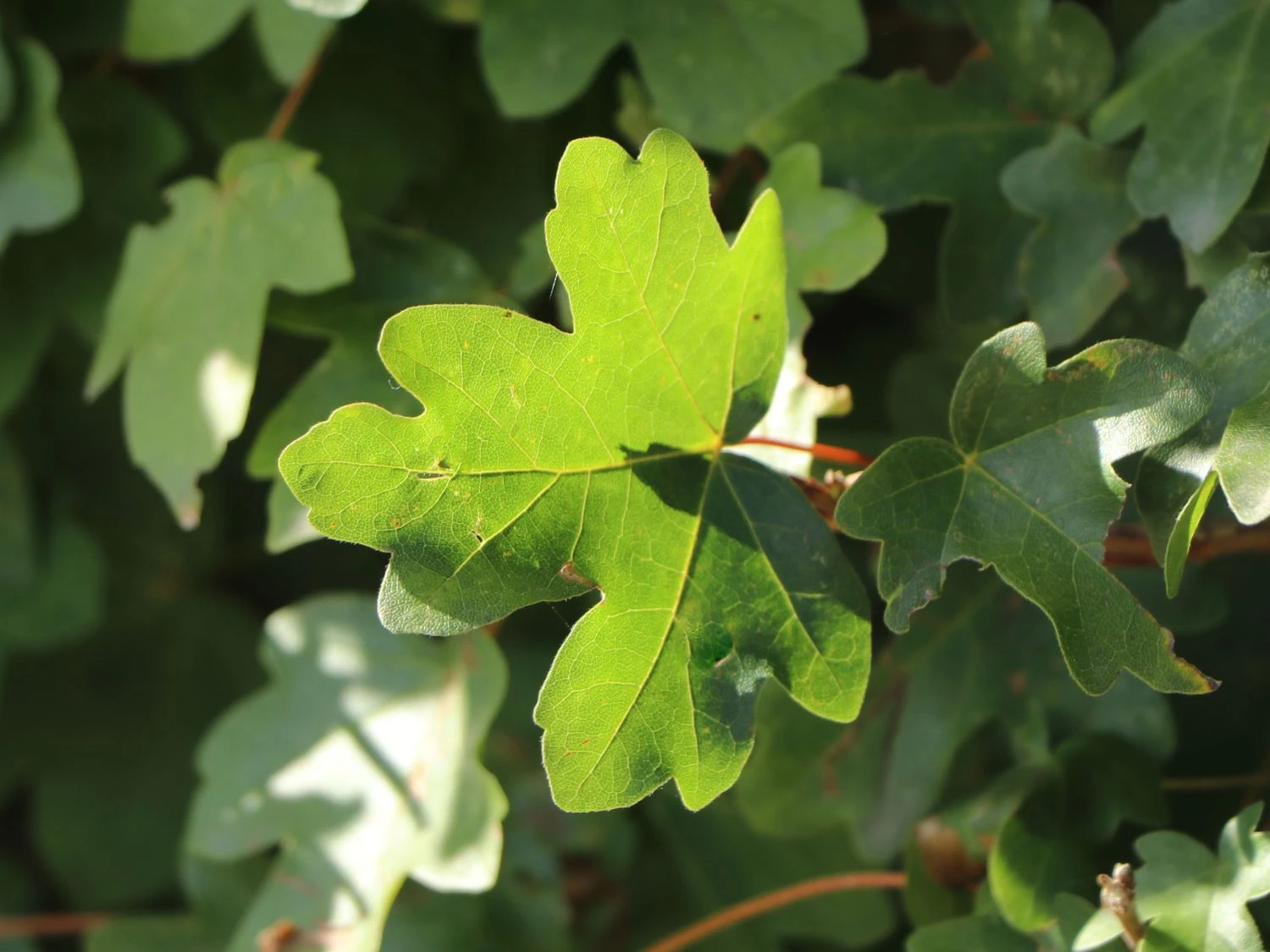 Feldahorn / Maßholder 2 Feldahorn / Maßholder – Bild 2