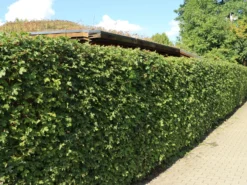 Feldahorn / Maßholder 23 Feldahorn / Maßholder -Deutschland Garten Funk Verkaufs-Shop feldahorn massholder m000002 w 8