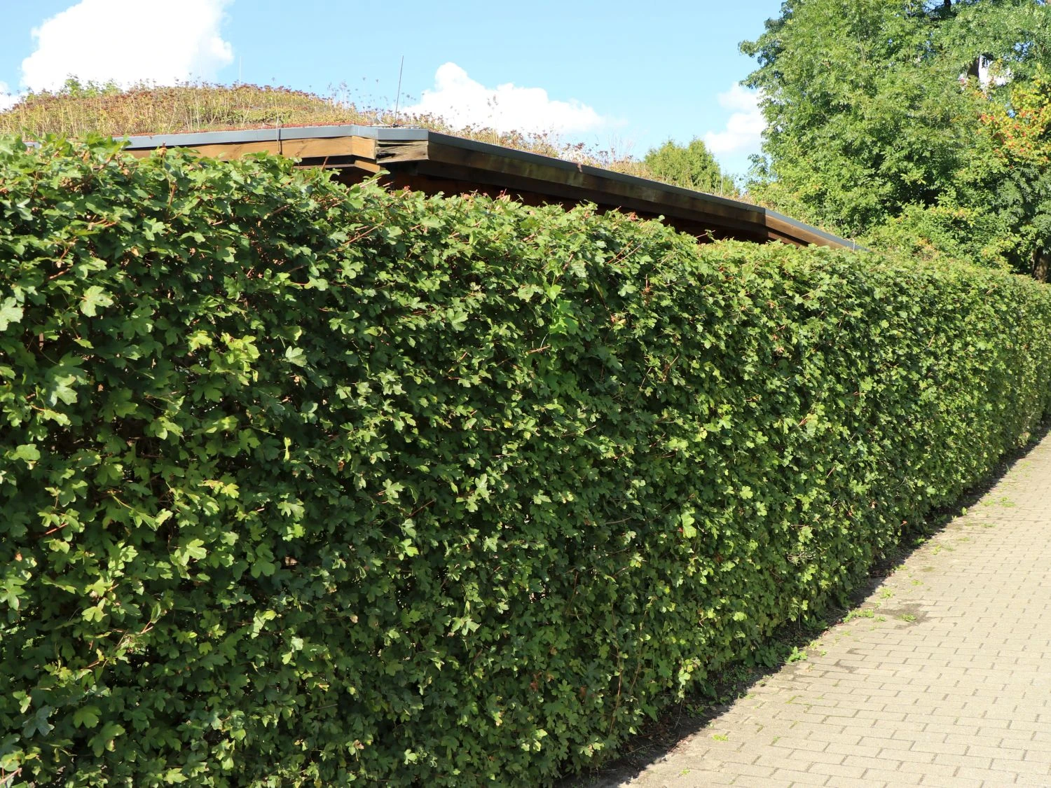 Feldahorn / Maßholder 11 Feldahorn / Maßholder – Bild 11