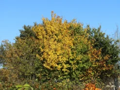 Feldahorn / Maßholder 15 Feldahorn / Maßholder -Deutschland Garten Funk Verkaufs-Shop feldahorn massholder m000002 w 9