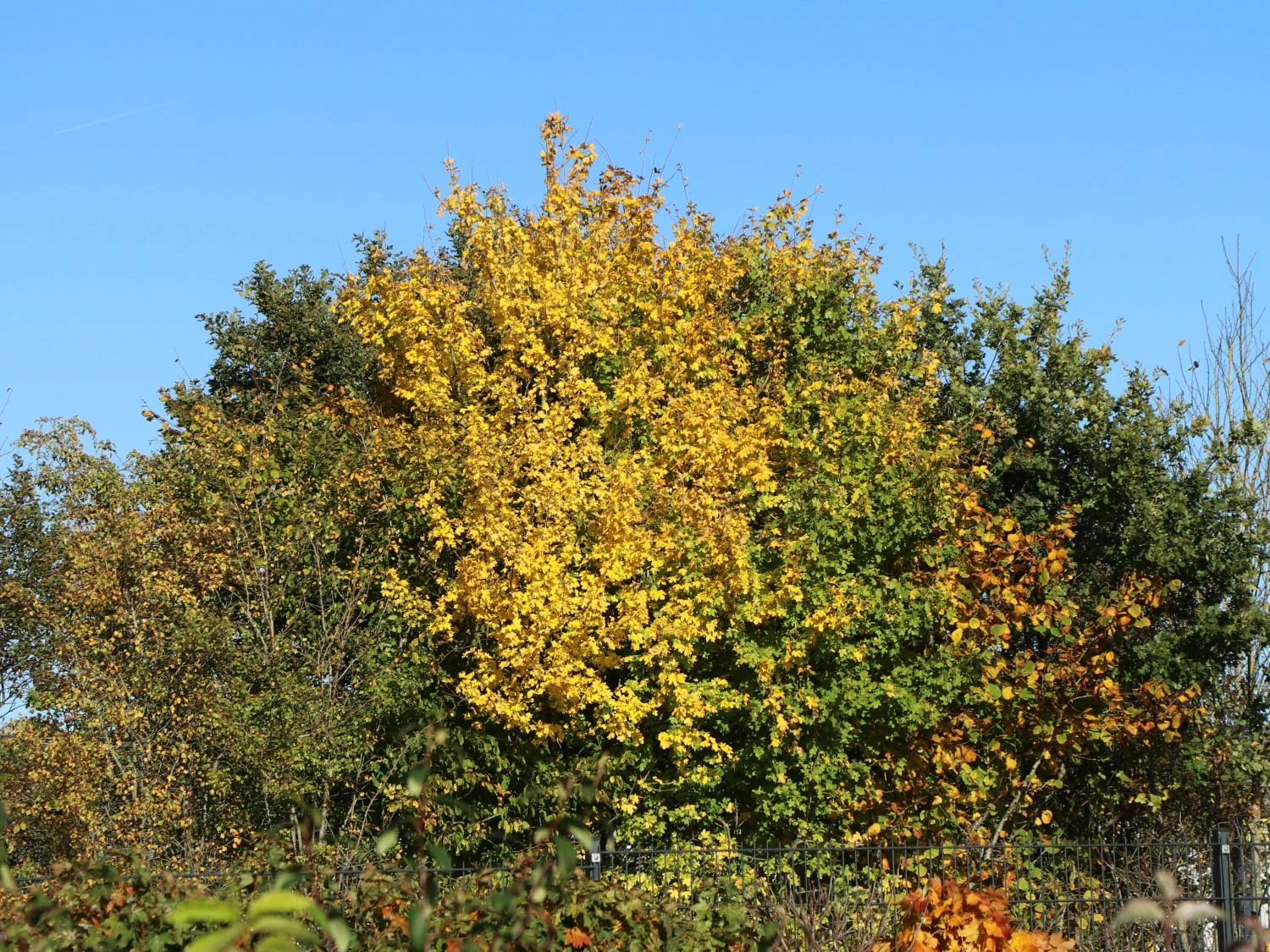 Feldahorn / Maßholder 3 Feldahorn / Maßholder – Bild 3