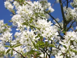 Essbare Felsenbirne 'Ballerina' -Deutschland Garten Funk Verkaufs-Shop felsenbirne ballerina essbare felsenbirne m009780 w 0