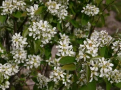 Essbare Felsenbirne 'Ballerina' -Deutschland Garten Funk Verkaufs-Shop felsenbirne ballerina essbare felsenbirne m009780 w 4