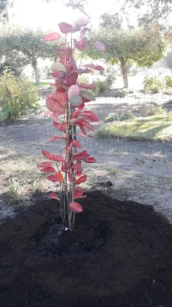 Felsenbirne 'Prince William' -Deutschland Garten Funk Verkaufs-Shop felsenbirne prince william m059262 193676 0