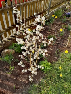 Felsenbirne 'Prince William' -Deutschland Garten Funk Verkaufs-Shop felsenbirne prince william m059262 673907 0