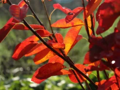 Felsenbirne 'Prince William'