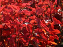 Felsenbirne 'Prince William' -Deutschland Garten Funk Verkaufs-Shop felsenbirne prince william m059262 w 1