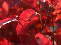 Felsenbirne 'Prince William' -Deutschland Garten Funk Verkaufs-Shop felsenbirne prince william m059262 w 2