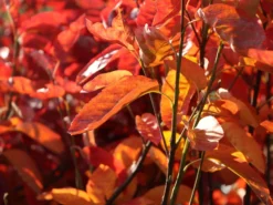 Felsenbirne 'Prince William' -Deutschland Garten Funk Verkaufs-Shop felsenbirne prince william m059262 w 3