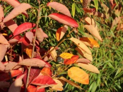 Felsenbirne 'Prince William' -Deutschland Garten Funk Verkaufs-Shop felsenbirne prince william m059262 w 5