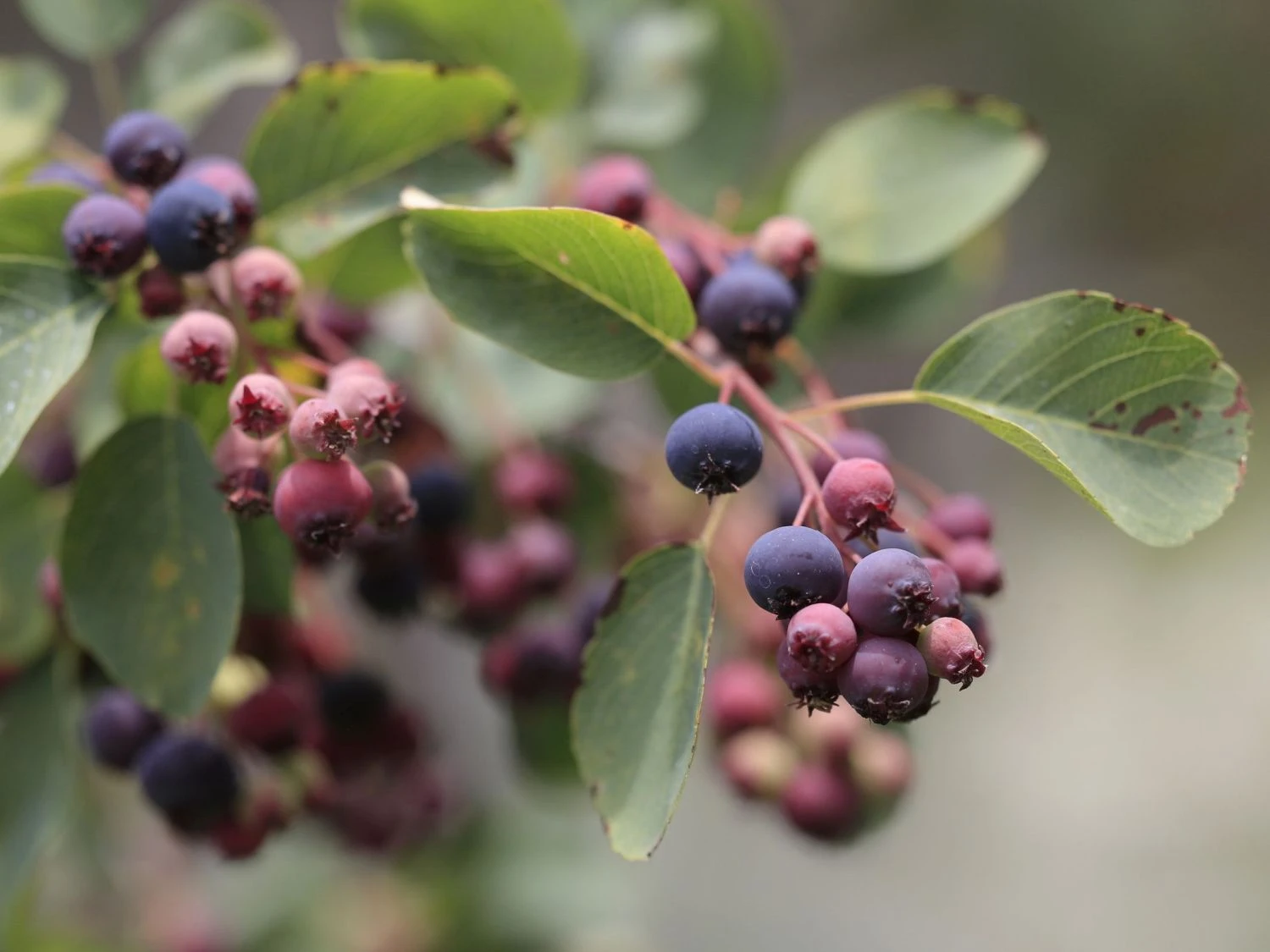 Deutschland Garten Funk Verkaufs-Shop -Deutschland Garten Funk Verkaufs-Shop felsenbirne princess diana m059265 h 0