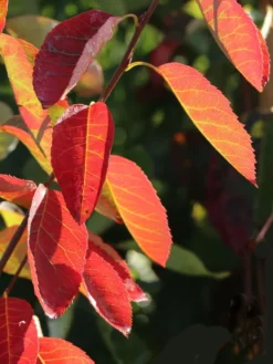 Felsenbirne 'Princess Diana' -Deutschland Garten Funk Verkaufs-Shop felsenbirne princess diana m059265 w 0