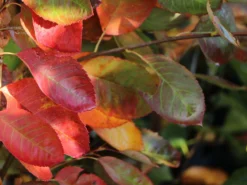 Felsenbirne 'Princess Diana' -Deutschland Garten Funk Verkaufs-Shop felsenbirne princess diana m059265 w 1