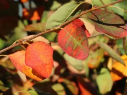 Felsenbirne 'Princess Diana' -Deutschland Garten Funk Verkaufs-Shop felsenbirne princess diana m059265 w 2