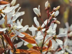 Felsenbirne 'Princess Diana' -Deutschland Garten Funk Verkaufs-Shop felsenbirne princess diana m059265 w 3