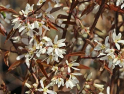 Felsenbirne 'Princess Diana' -Deutschland Garten Funk Verkaufs-Shop felsenbirne princess diana m059265 w 4