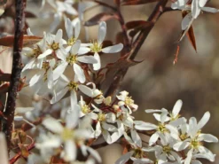 Felsenbirne 'Princess Diana' -Deutschland Garten Funk Verkaufs-Shop felsenbirne princess diana m059265 w 5