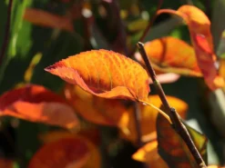 Felsenbirne 'Princess Diana' -Deutschland Garten Funk Verkaufs-Shop felsenbirne princess diana m059265 w 7