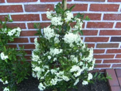 Feuerdorn 'Orange Glow' 23 Feuerdorn 'Orange Glow' -Deutschland Garten Funk Verkaufs-Shop feuerdorn orange glow m000158 1022035 0