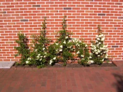 Feuerdorn 'Orange Glow' 22 Feuerdorn 'Orange Glow' -Deutschland Garten Funk Verkaufs-Shop feuerdorn orange glow m000158 1022035 1