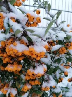 Feuerdorn 'Orange Glow' 21 Feuerdorn 'Orange Glow' -Deutschland Garten Funk Verkaufs-Shop feuerdorn orange glow m000158 1028310 0