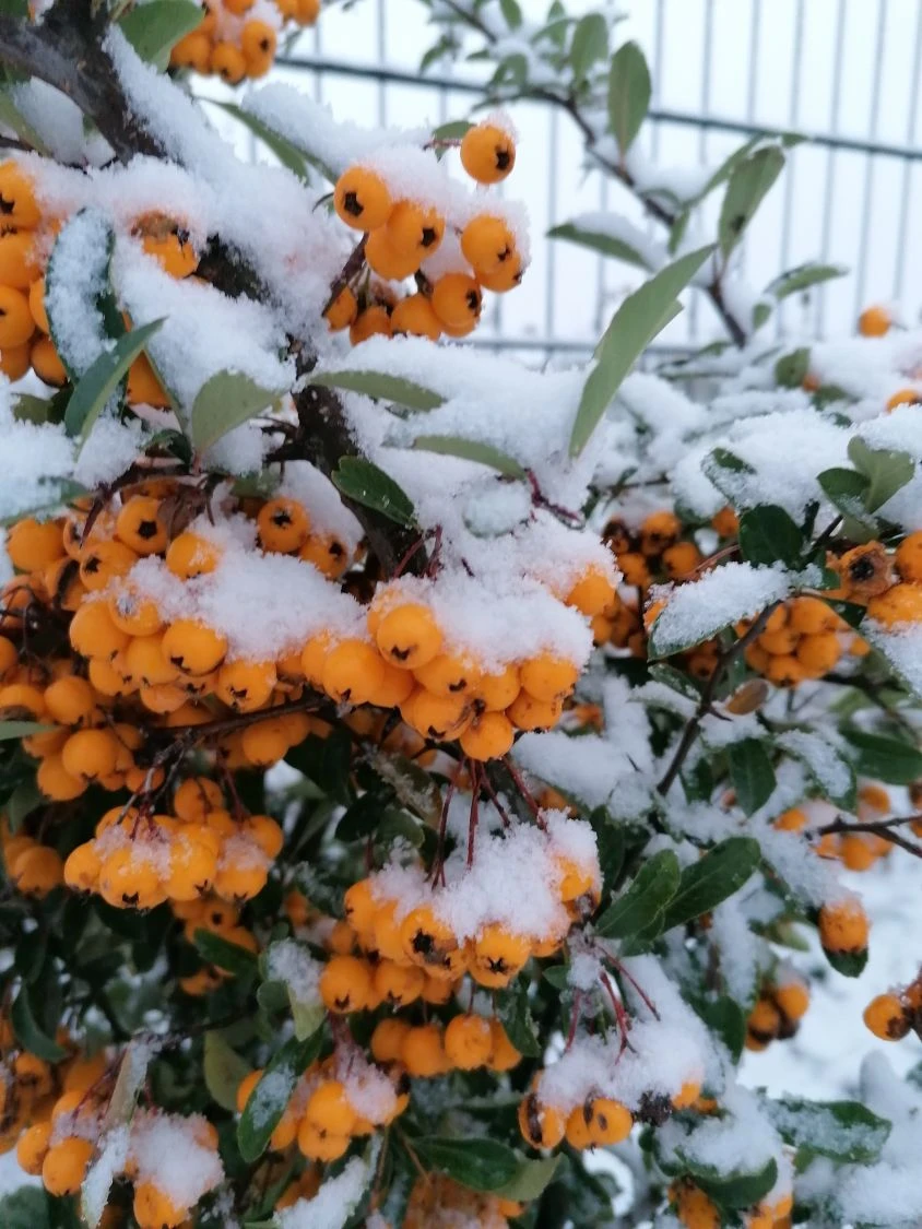 Feuerdorn 'Orange Glow' 10 Feuerdorn 'Orange Glow' – Bild 10