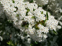 Feuerdorn 'Orange Glow' 15 Feuerdorn 'Orange Glow' -Deutschland Garten Funk Verkaufs-Shop feuerdorn orange glow m000158 w 0