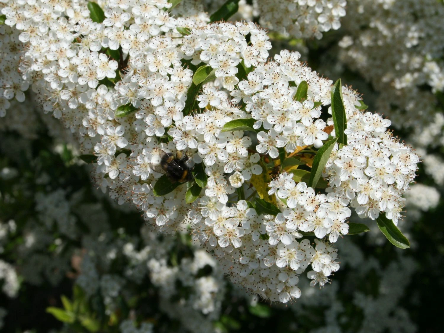 Feuerdorn 'Orange Glow' 4 Feuerdorn 'Orange Glow' – Bild 4