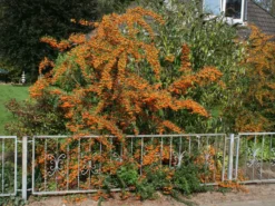 Feuerdorn 'Orange Glow' 16 Feuerdorn 'Orange Glow' -Deutschland Garten Funk Verkaufs-Shop feuerdorn orange glow m000158 w 1