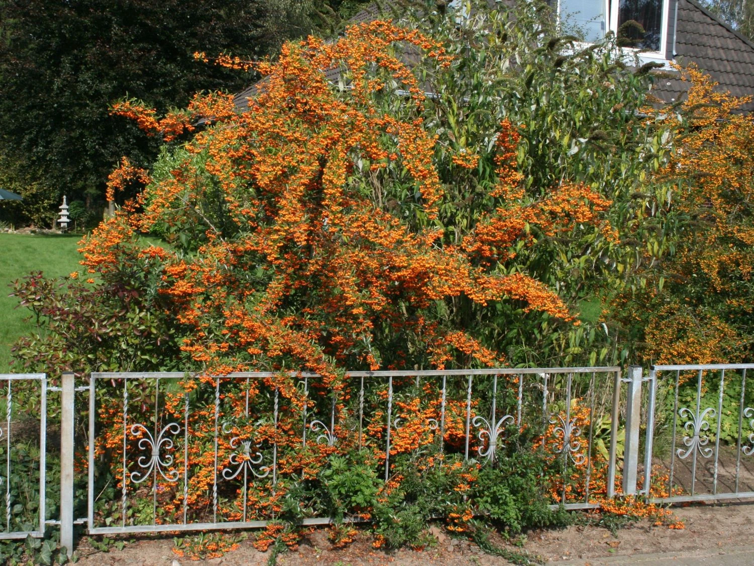 Feuerdorn 'Orange Glow' 5 Feuerdorn 'Orange Glow' – Bild 5