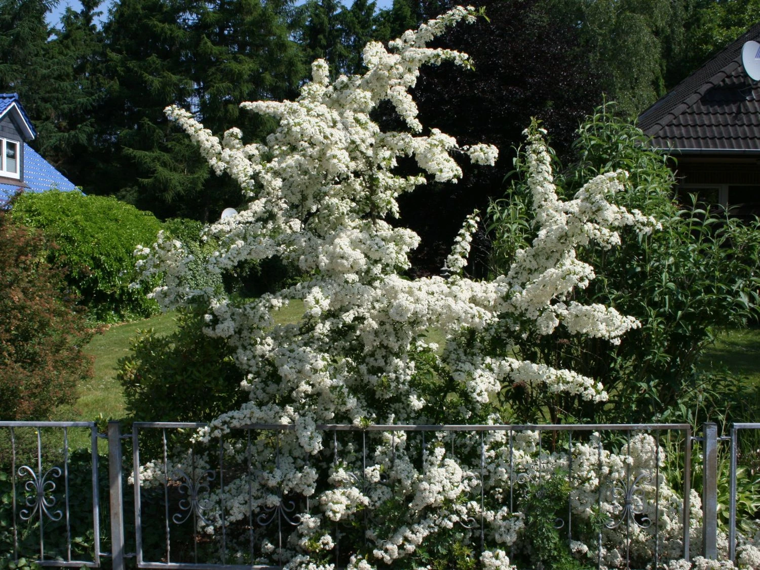 Feuerdorn 'Orange Glow' 6 Feuerdorn 'Orange Glow' – Bild 6