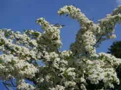 Feuerdorn 'Orange Glow' 18 Feuerdorn 'Orange Glow' -Deutschland Garten Funk Verkaufs-Shop feuerdorn orange glow m000158 w 3