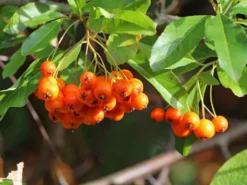 Feuerdorn 'Orange Glow' 19 Feuerdorn 'Orange Glow' -Deutschland Garten Funk Verkaufs-Shop feuerdorn orange glow m000158 w 5