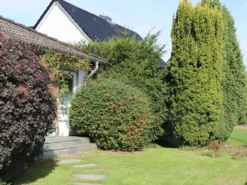 Feuerdorn 'Orange Glow' 14 Feuerdorn 'Orange Glow' -Deutschland Garten Funk Verkaufs-Shop feuerdorn orange glow m000158 w 6