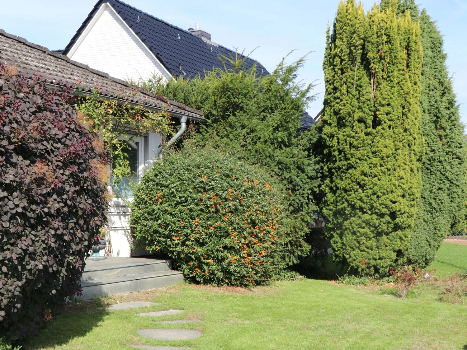 Feuerdorn 'Orange Glow' 3 Feuerdorn 'Orange Glow' – Bild 3