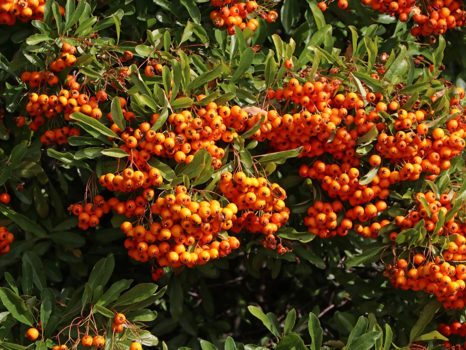 Feuerdorn 'Orange Glow' 2 Feuerdorn 'Orange Glow' – Bild 2