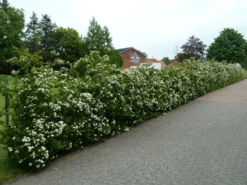 Feuerdorn 'Red Column' -Deutschland Garten Funk Verkaufs-Shop feuerdorn red column m000157 69971 0