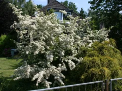Feuerdorn 'Red Column' -Deutschland Garten Funk Verkaufs-Shop feuerdorn red column m000157 w 1