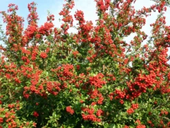 Feuerdorn 'Red Column' -Deutschland Garten Funk Verkaufs-Shop feuerdorn red column m000157 w 2