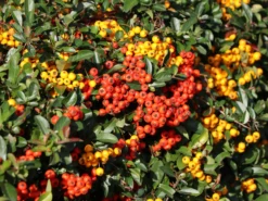 Feuerdorn 'Red Column' -Deutschland Garten Funk Verkaufs-Shop feuerdorn red column m000157 w 3