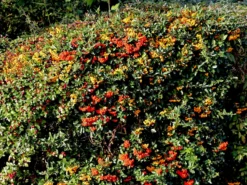 Feuerdorn 'Red Column' -Deutschland Garten Funk Verkaufs-Shop feuerdorn red column m000157 w 4