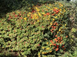 Feuerdorn 'Red Column' -Deutschland Garten Funk Verkaufs-Shop feuerdorn red column m000157 w 6