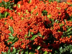 Feuerdorn 'Red Column' -Deutschland Garten Funk Verkaufs-Shop feuerdorn red column m000157 w 8